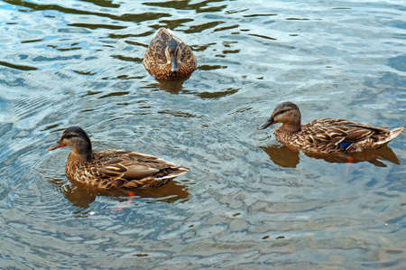 Three ducks in the water                               の写真素材