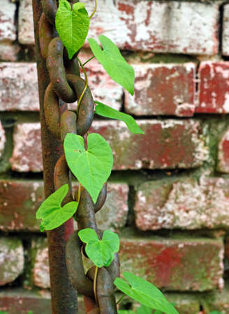  Large rusty chain entwined with ivy against the wall in defocus                              の写真素材