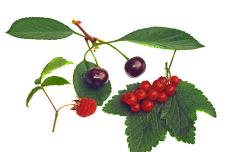 Cherry, raspberry and red currant with leaves isolated