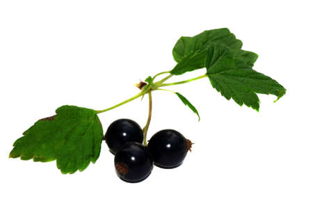   Berries of a black currant close-up isolated                                     
