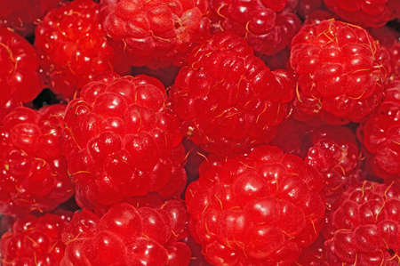 Raspberries very close up as background                               