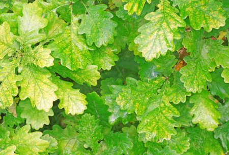 Yellowing foliage of oak close-up as backgroundの写真素材