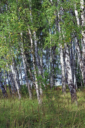  Birch grove in summer                   の写真素材