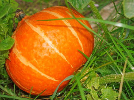 Orange Pumpkin in the gardenの写真素材