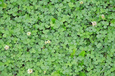 
Young green clover in the rain drops as backgroundの写真素材