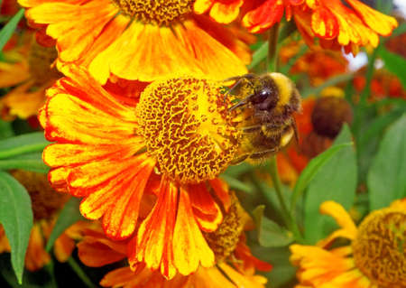 Macro - Bumblebee on a bright orange flower Heleniumの写真素材