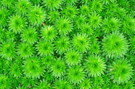 Sempervivum as backgroundの写真素材