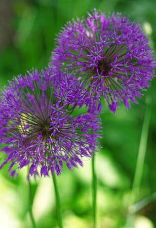 Two purple inflorescences of onionsの写真素材