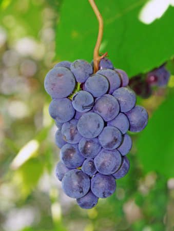 Violaceous Grapes on the vine