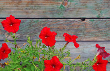 Bright red petunias in the background out of focus wooden planksの写真素材
