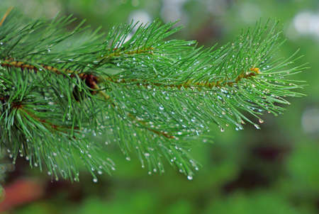 Pine branch in rain drops closeupの写真素材