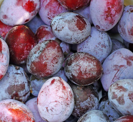 Plum closeup as backgroundの写真素材