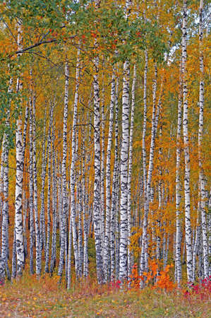 Autumn birch groveの写真素材