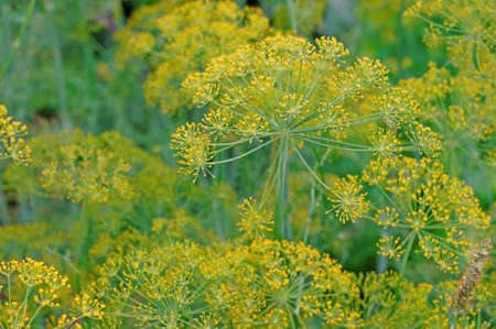 Inflorescence dill close-upの写真素材