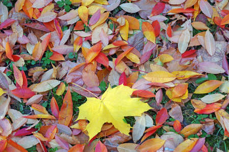 Bright colorful autumn leaves backgroundの写真素材