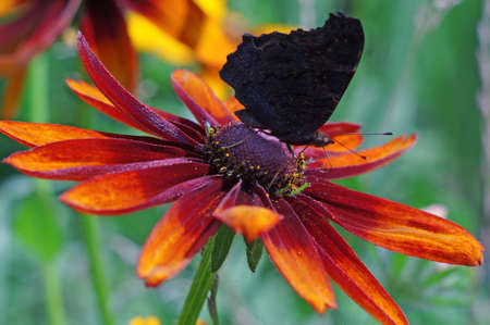Butterfly on a yellow flower rudbeckia closeupの写真素材