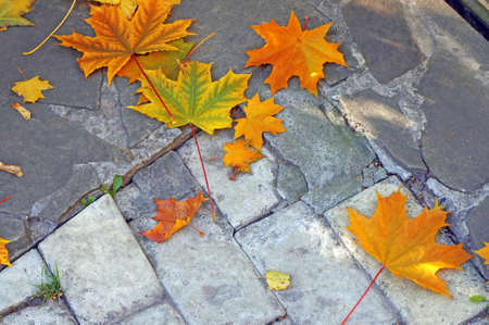 Orange maple leaves on the gray stones as a backgroundの写真素材