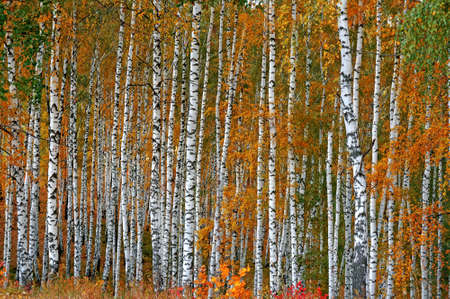 Autumn birch grove の写真素材