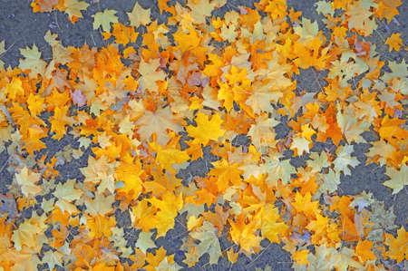 Golden-red maple leaves on gray asphalt as background