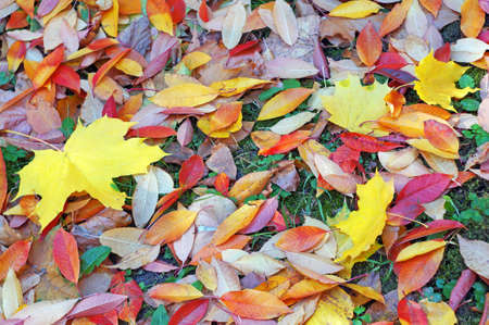 Bright colorful autumn leaves as a background