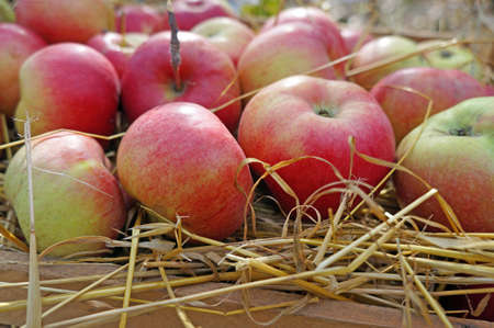 Apples closeup on strawの写真素材