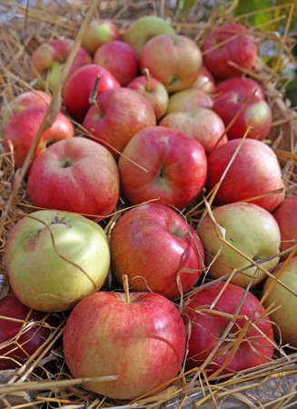 Apples closeup on strawの写真素材