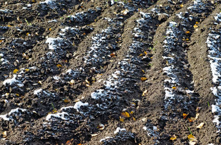 Tilled soil with yellow autumn leaves and the first snowの写真素材