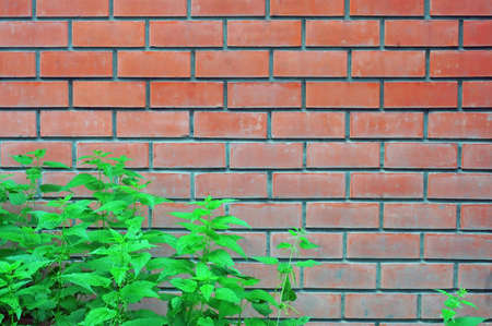 Light orange brick wall and nettle bushes in front of her as a backgroundの写真素材