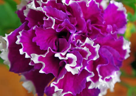 Terry petunias flower with purple petals with white border