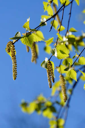 Birch branch with catkins in May against the blue skyの写真素材