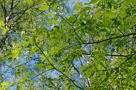 Bird cherry blossoms with fresh foliage in May against the blue sky