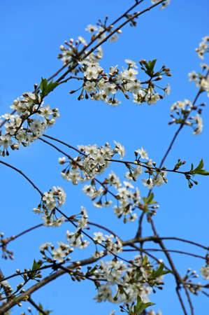 Flowering cherry branch against the blue skyの写真素材