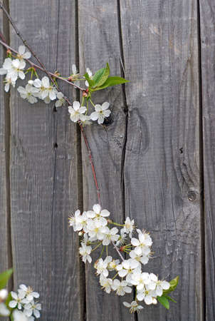 Flowering cherry branch against the background of a wooden fenceの写真素材