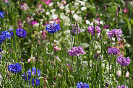 Blue and purple cornflowers as a bright summer backgroundの写真素材