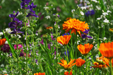 The bright summer orange and purple flowersの写真素材
