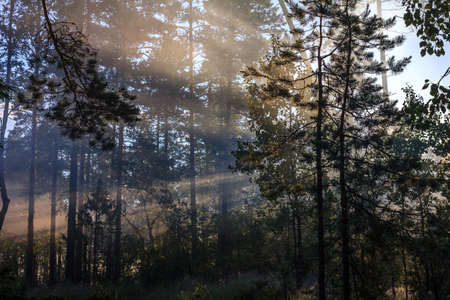 Foggy forest during sunrise with visible sunrays in Karelian Isthmus, Karelia, Russia, near Yastrebinoye lakeの写真素材