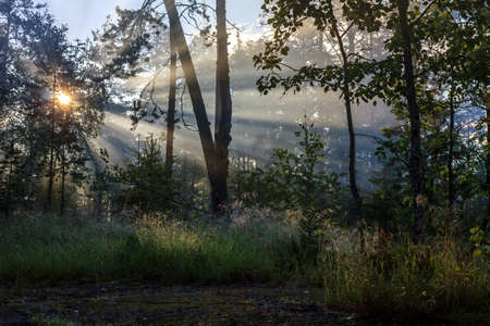 Foggy forest during sunrise with visible sunrays in Karelian Isthmus, Karelia, Russia, near...