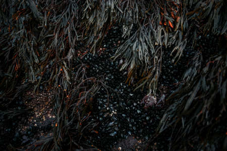Barents Sea coast near Teriberka village, Murmansk region, Russia, autumn landscape