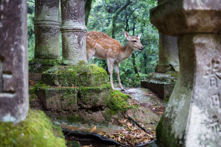 Sika Deer in the forest near Kasugataisha Kurumayadori temple, Nara, Japanの写真素材