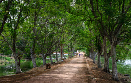 Fantastic white trees in Rama Public Park, Ayutthaya, Thailandのeditorial素材
