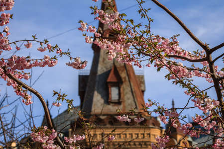 Cherry blossom in front of a gothic dome of Dom Ofitserov, Saint-Petersburg, Russia, liteynyy avenueの写真素材