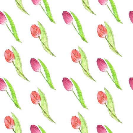 Watercolors draw a spring seamless pattern on a white background consisting of tulipsの写真素材
