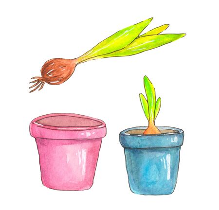Watercolor illustration with pink and blue flower pots and a plant bulb on a white backgroundの写真素材