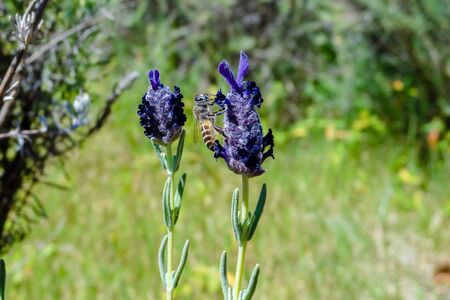 One more insect pollinator which spreads love by sharing honey -Honey bee on Lavendar