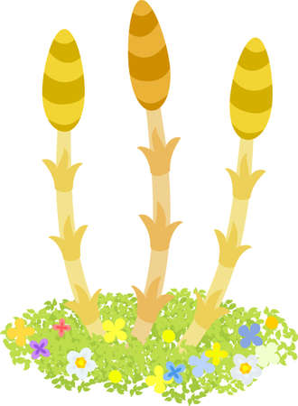 The illustration of horsetails on white background.のイラスト素材