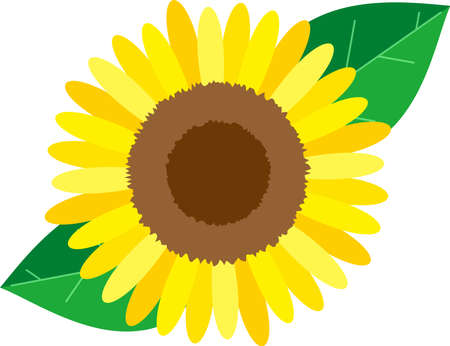 Sunflower closeup vector illustrationのイラスト素材