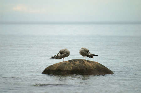 Two seagulls sleep on a stone in the seaの写真素材