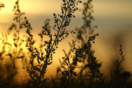 Silhouettes of grasses on a sunsetの写真素材