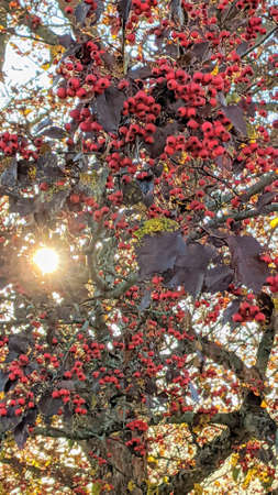 Sun shining on bright red crab apples