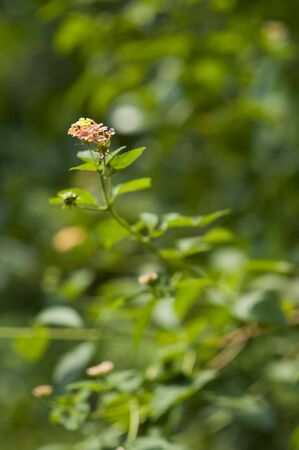Flower on green backgroundの写真素材